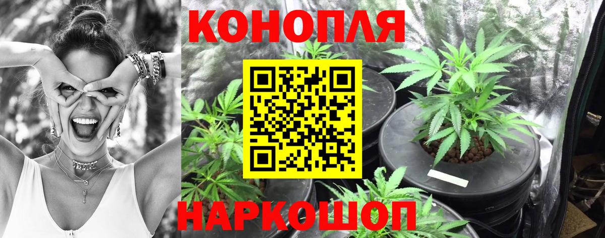 Канабис план Прохладный